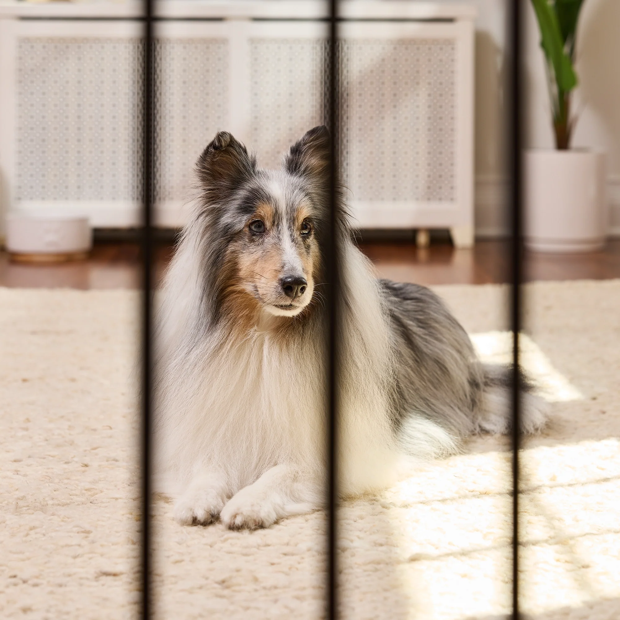 51" Extra Wide Walk-Thru Pet Gate with Lift Handle - Image 5