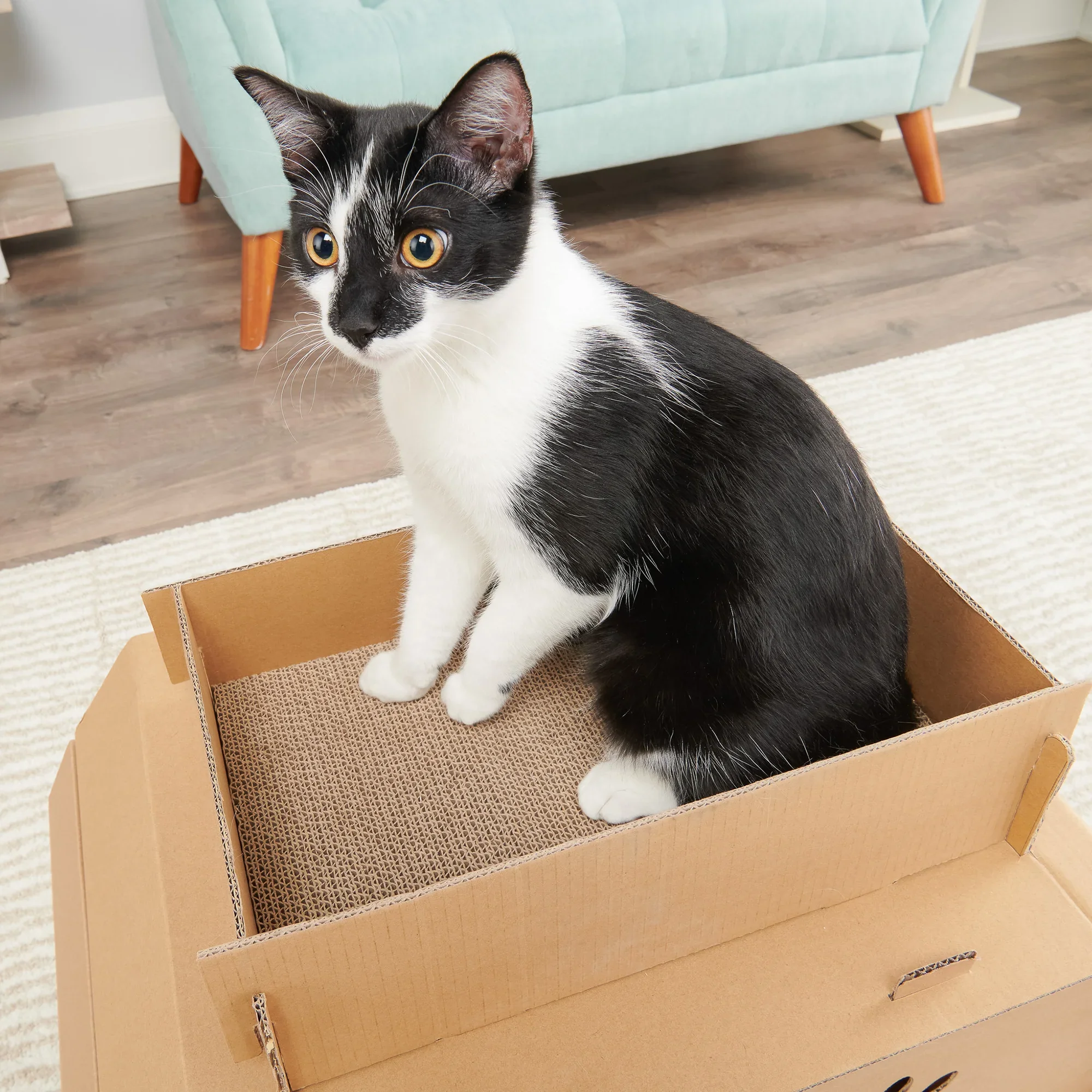 Cat Camper - Image 7