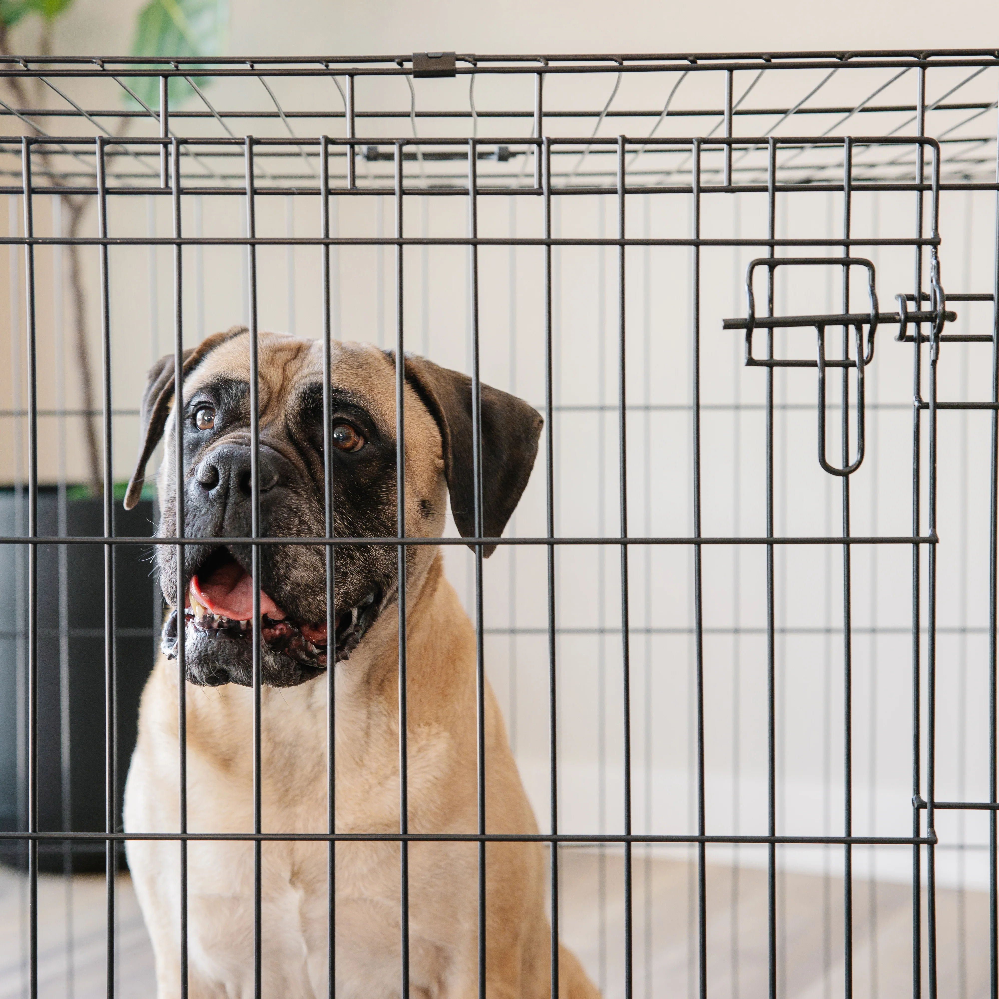 Extra-Large Double-Door Dog Crate - Image 15