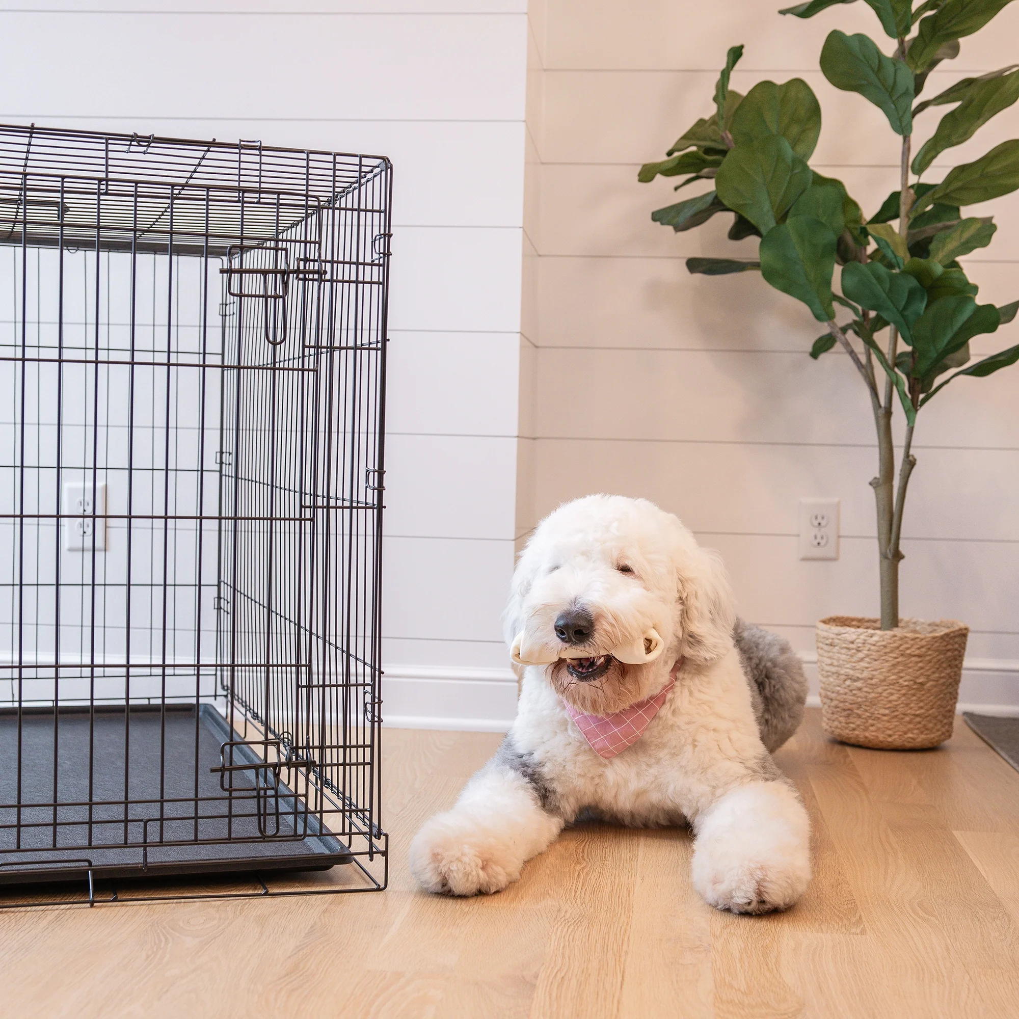 Extra-Large Single-Door Dog Crate - Image 14