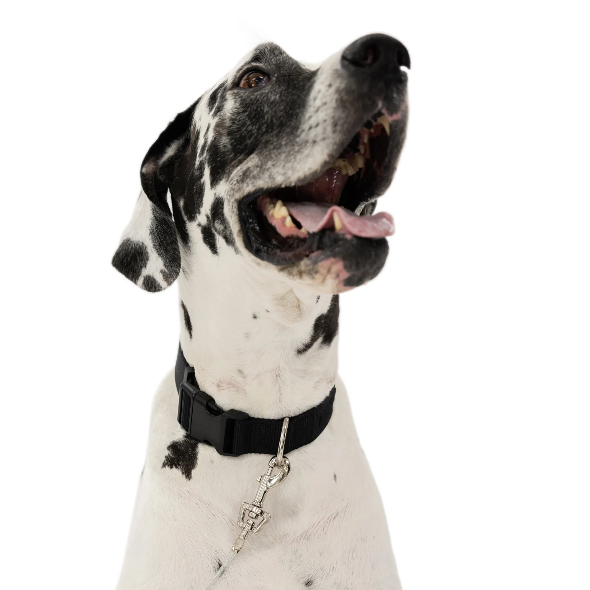 Extra-Large Trolly Cable & Dog Tie-Out - Image 11