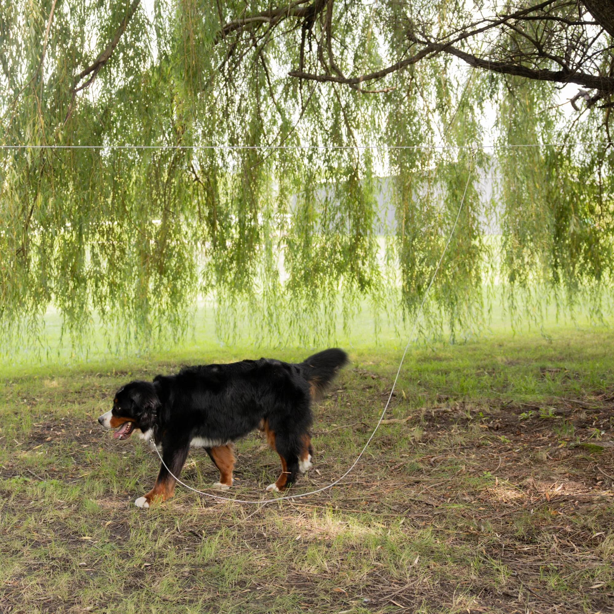 Extra-Large Trolly Cable & Dog Tie-Out - Image 14