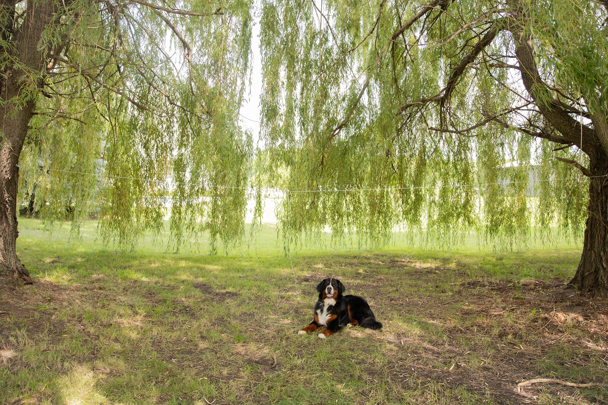 Extra-Large Trolly Cable & Dog Tie-Out - Image 15