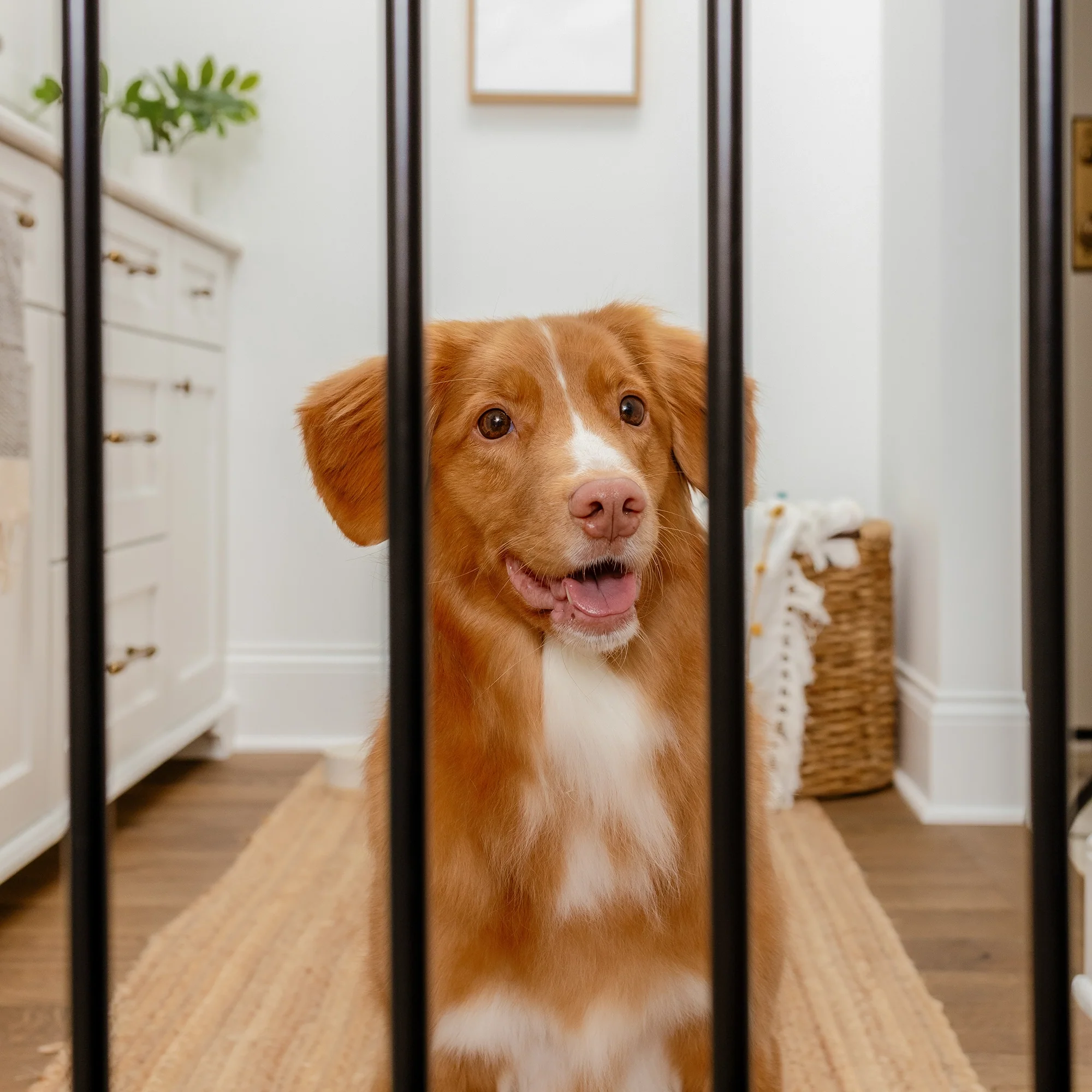 Extra Wide Walk-Thru Pet Gate - Image 6