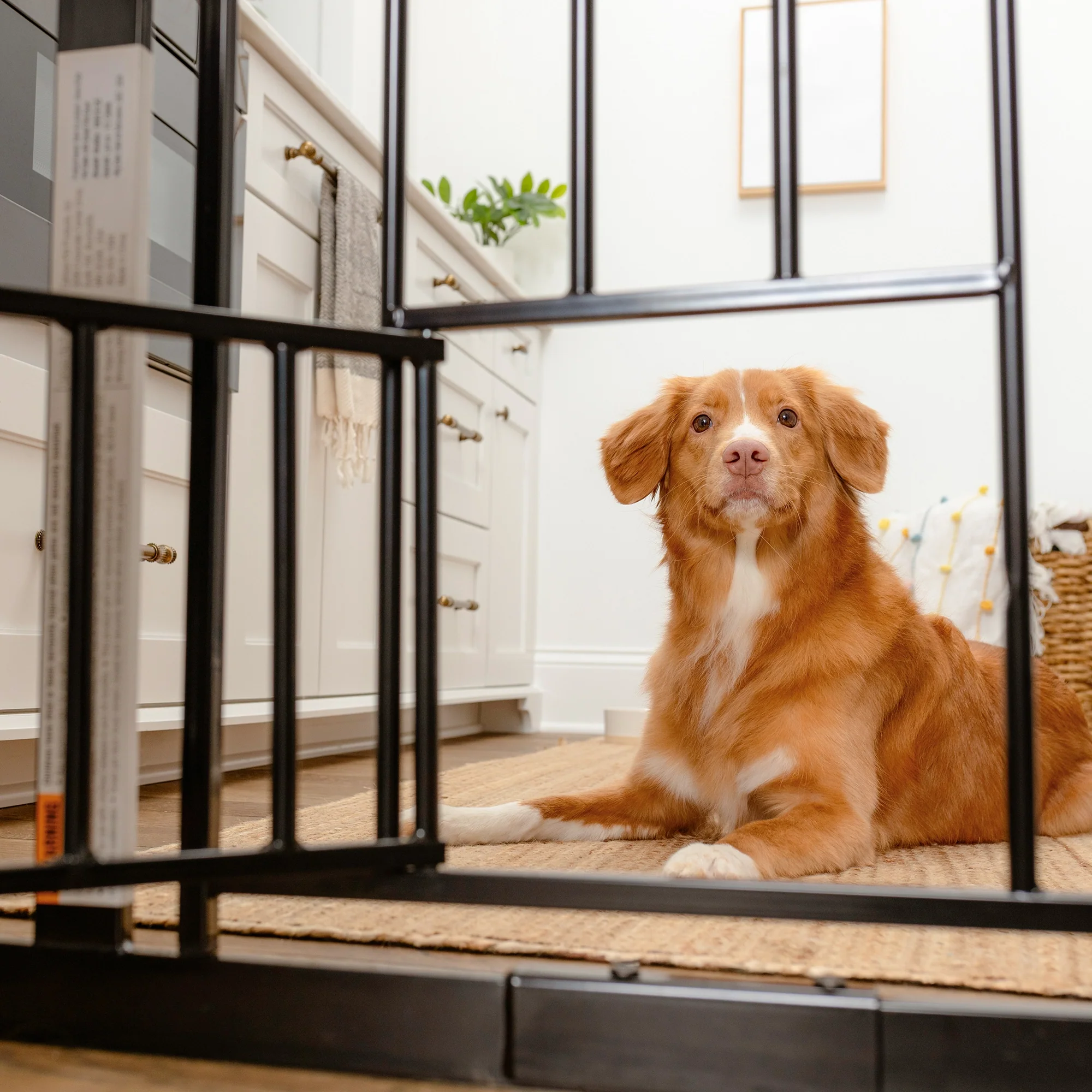 Extra Wide Walk-Thru Pet Gate - Image 7