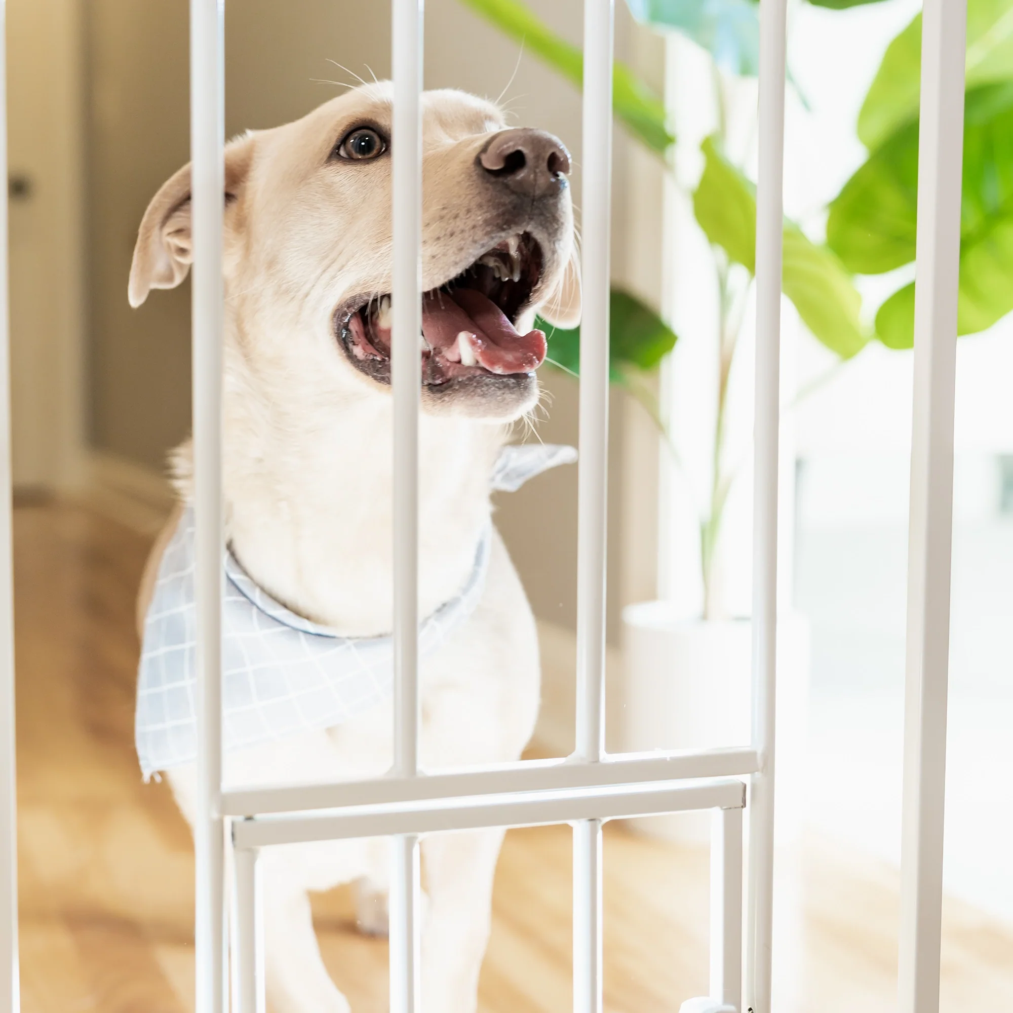 Extra Wide Walk-Thru Pet Gate - Image 9