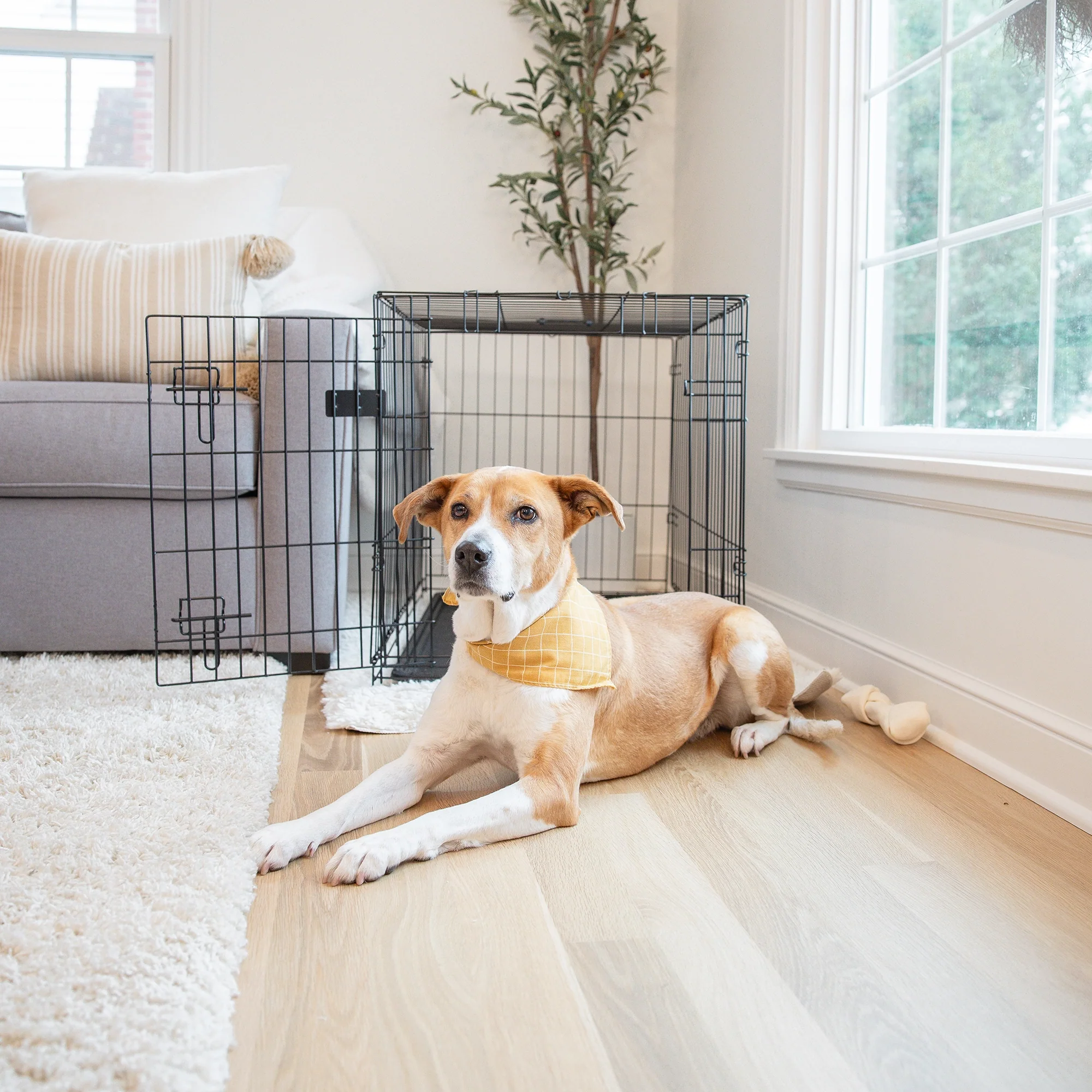 Intermediate Single-Door Dog Crate - Image 13