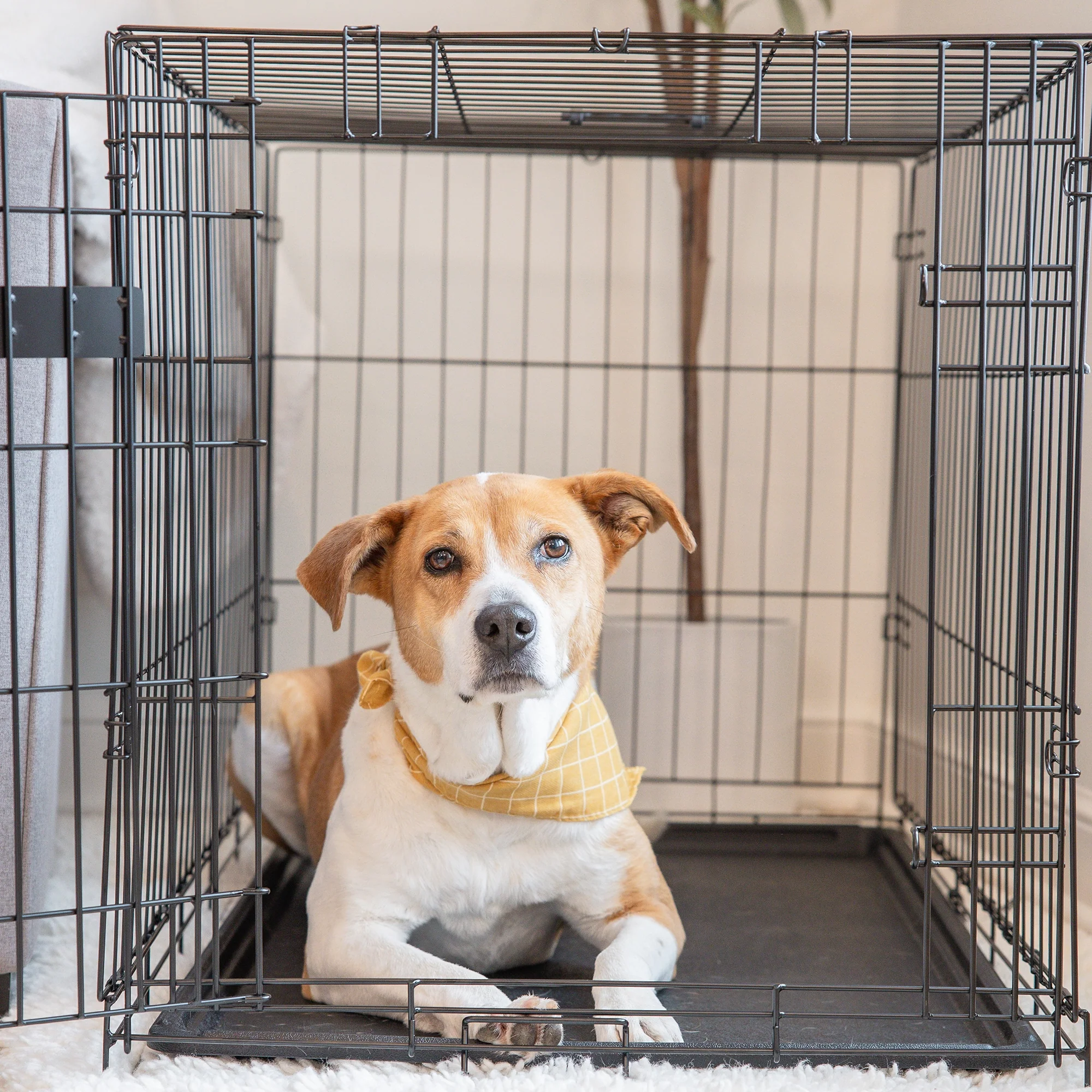 Intermediate Single-Door Dog Crate - Image 14