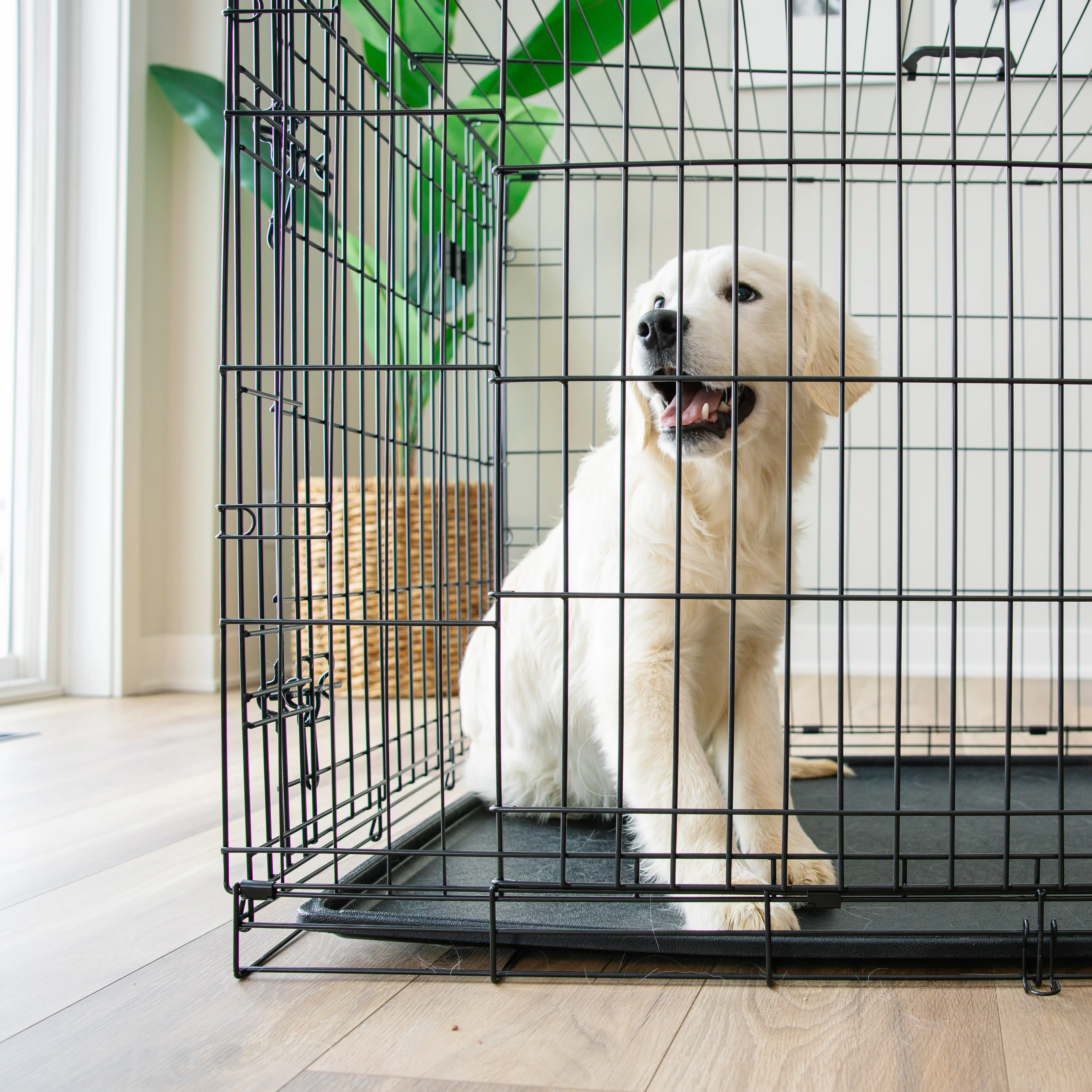 Large Double-Door Dog Crate - Image 13