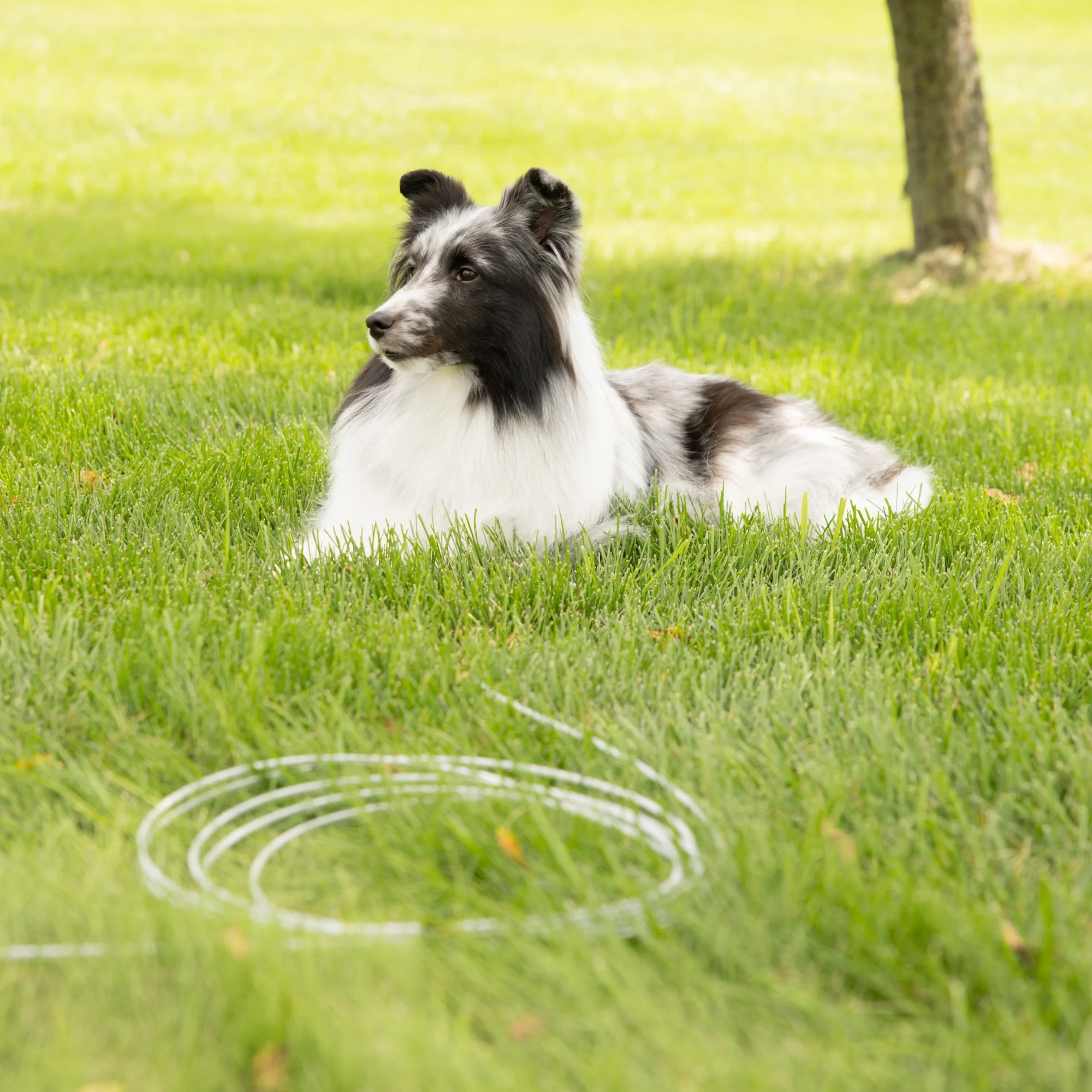 Medium Dog Tie-Out Cable - Image 11