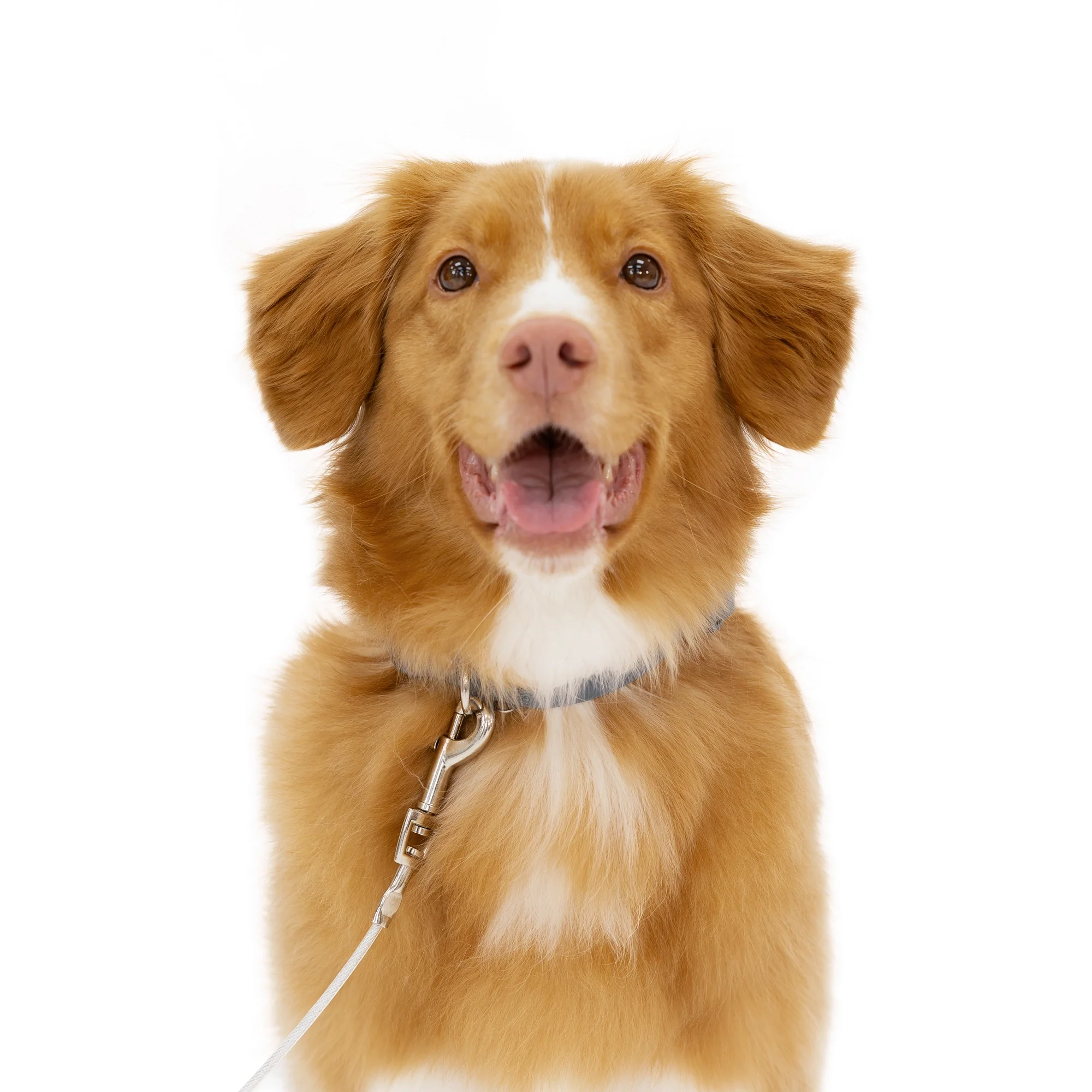 Medium Dog Tie-Out Cable - Image 7