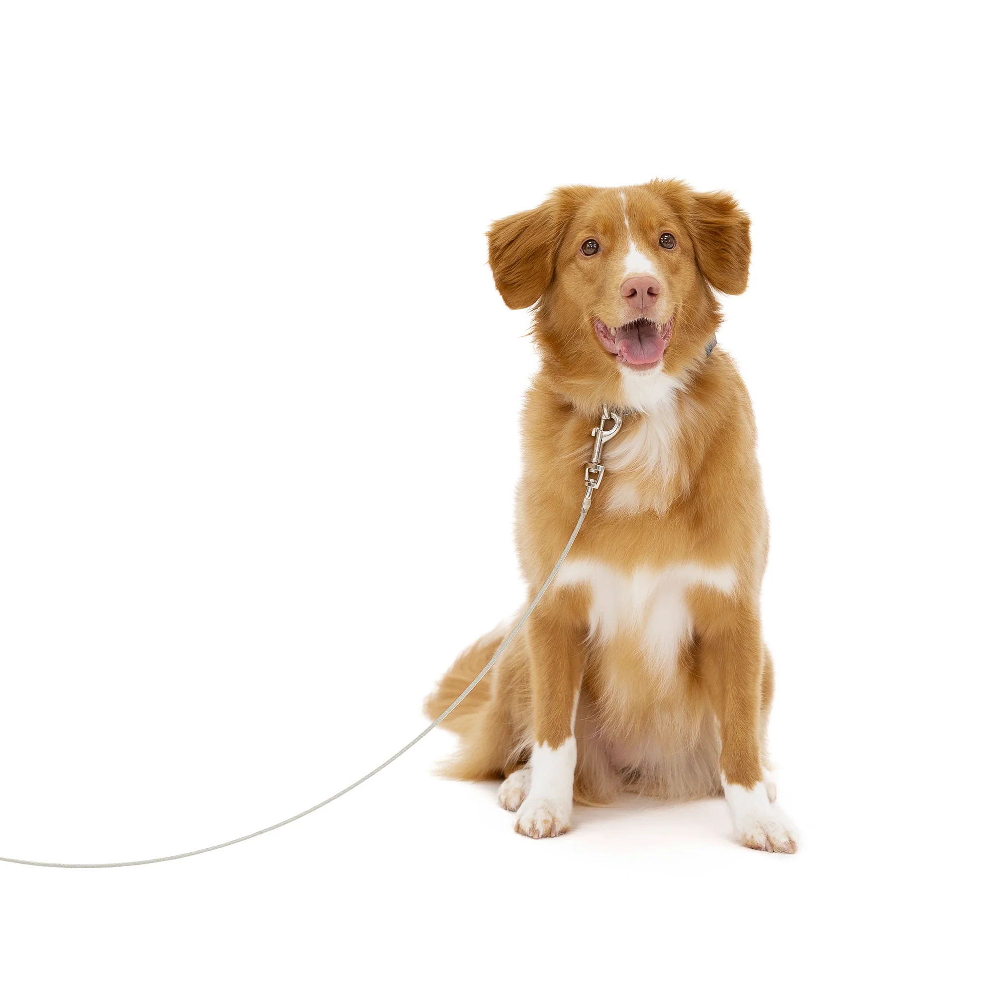 Medium Dog Tie-Out Cable - Image 8