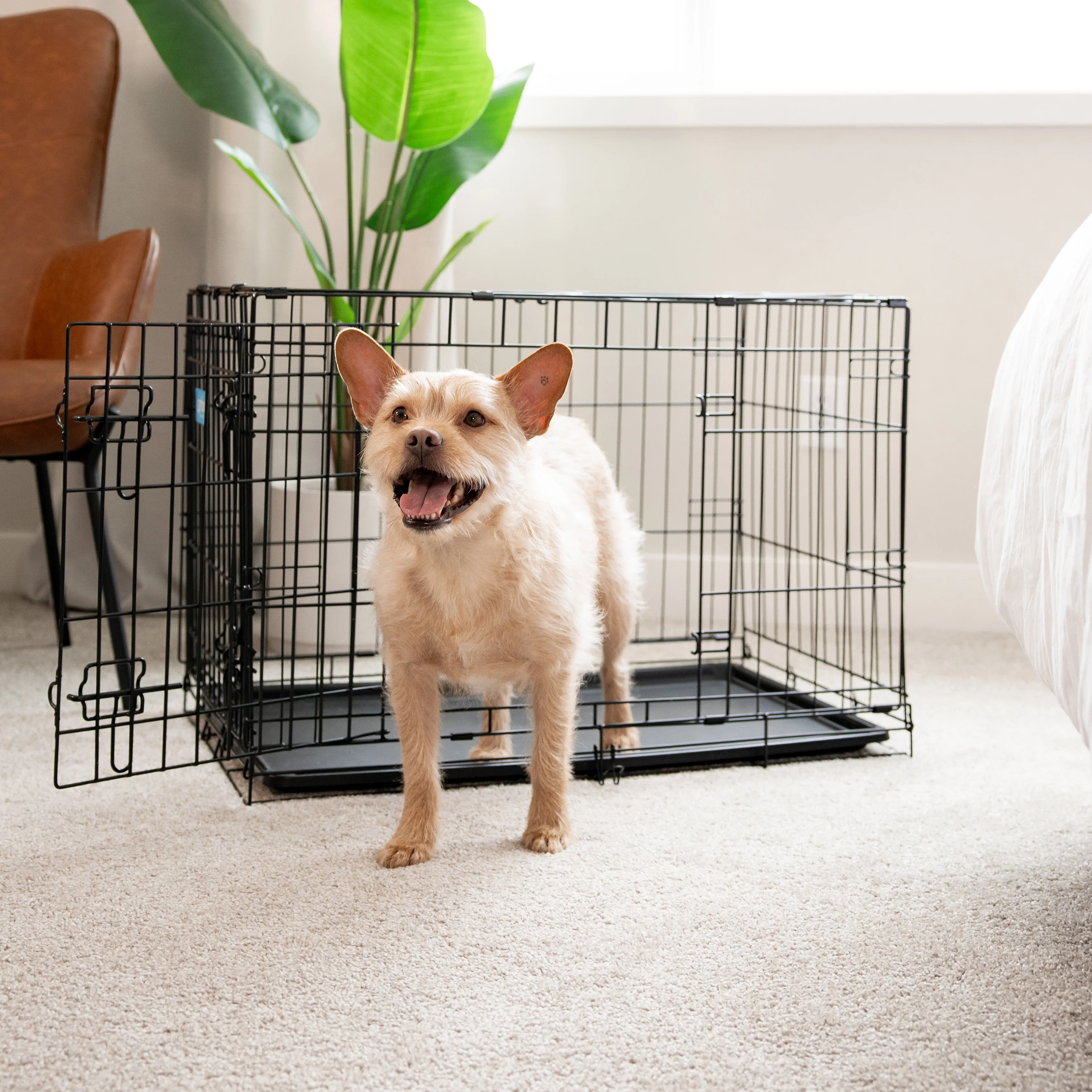 Medium Double-Door Dog Crate - Image 13