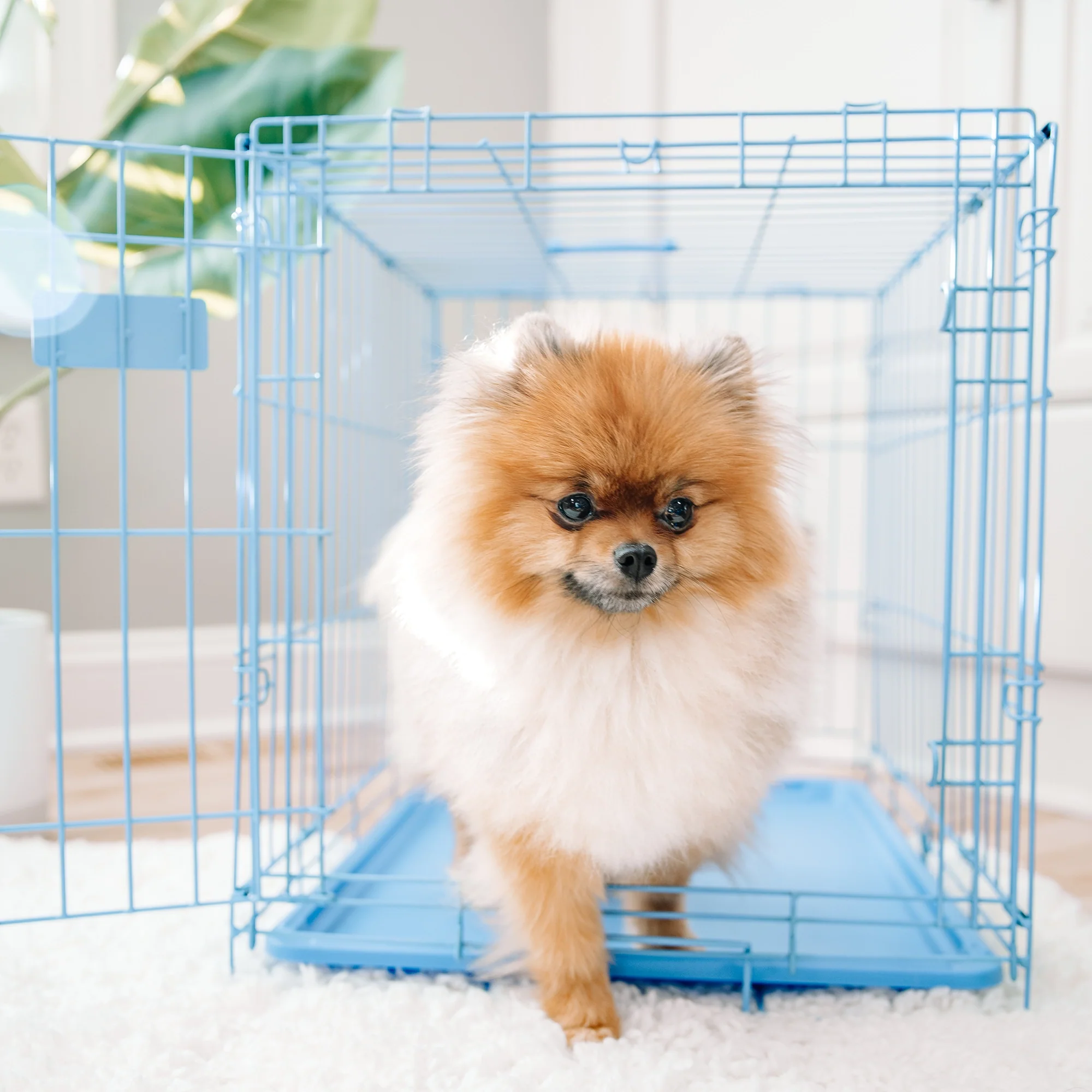 Small Single-Door Dog Crate - Image 13