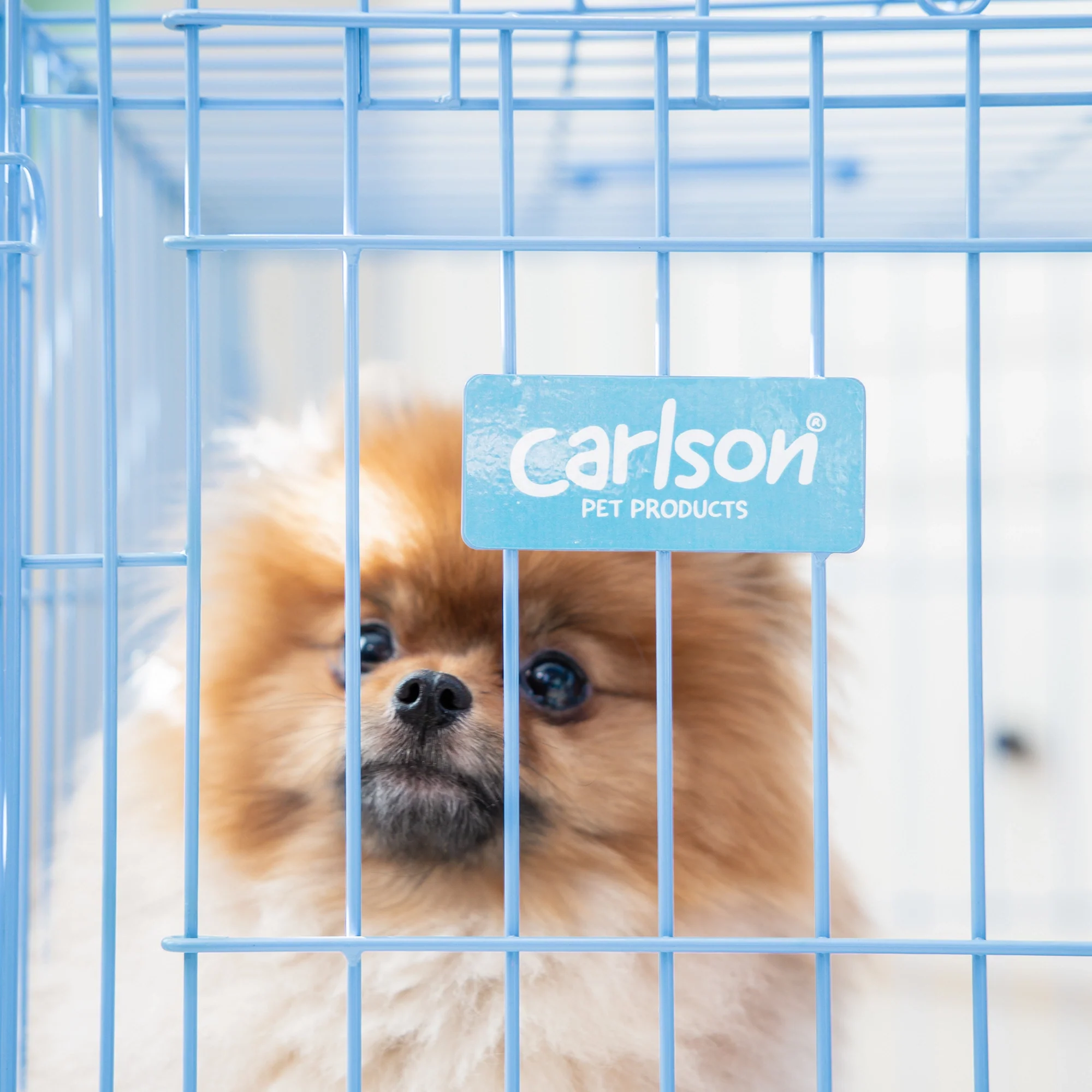 Small Single-Door Dog Crate - Image 14