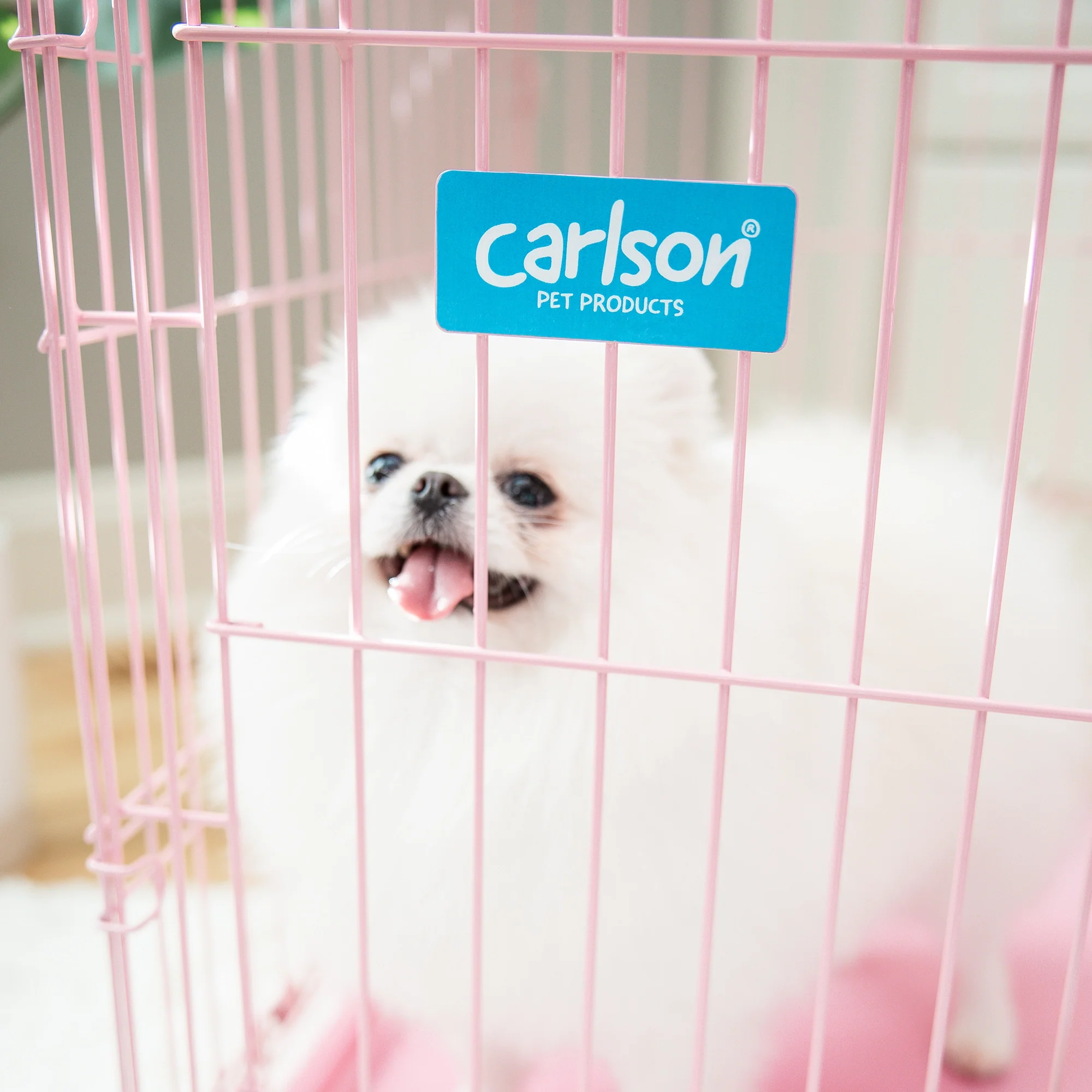 Small Single-Door Dog Crate - Image 12