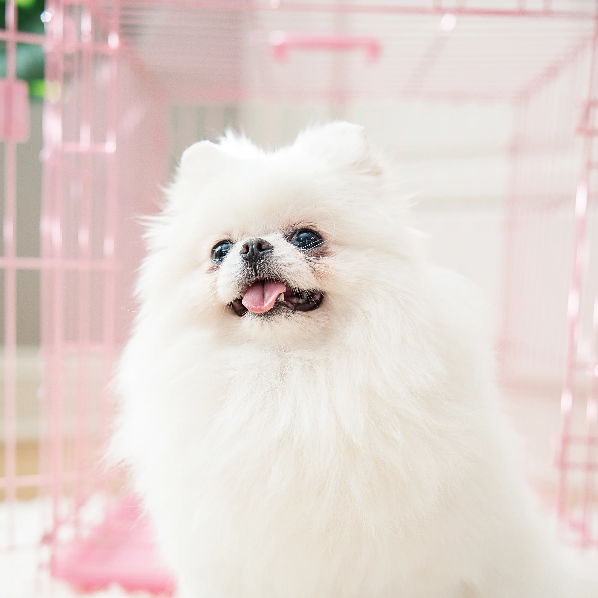 Small Single-Door Dog Crate - Image 13